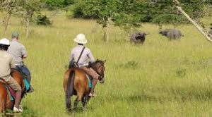 Horseback safari