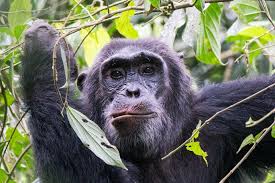 Best Places to See Chimpanzees in Uganda